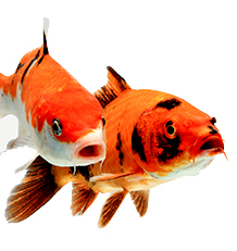 Estanques de jardín